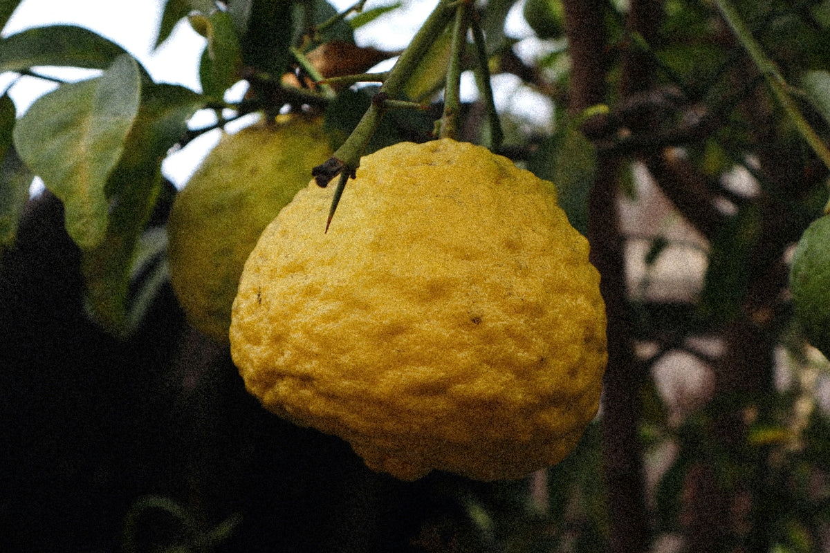 Yuzu Flavour
