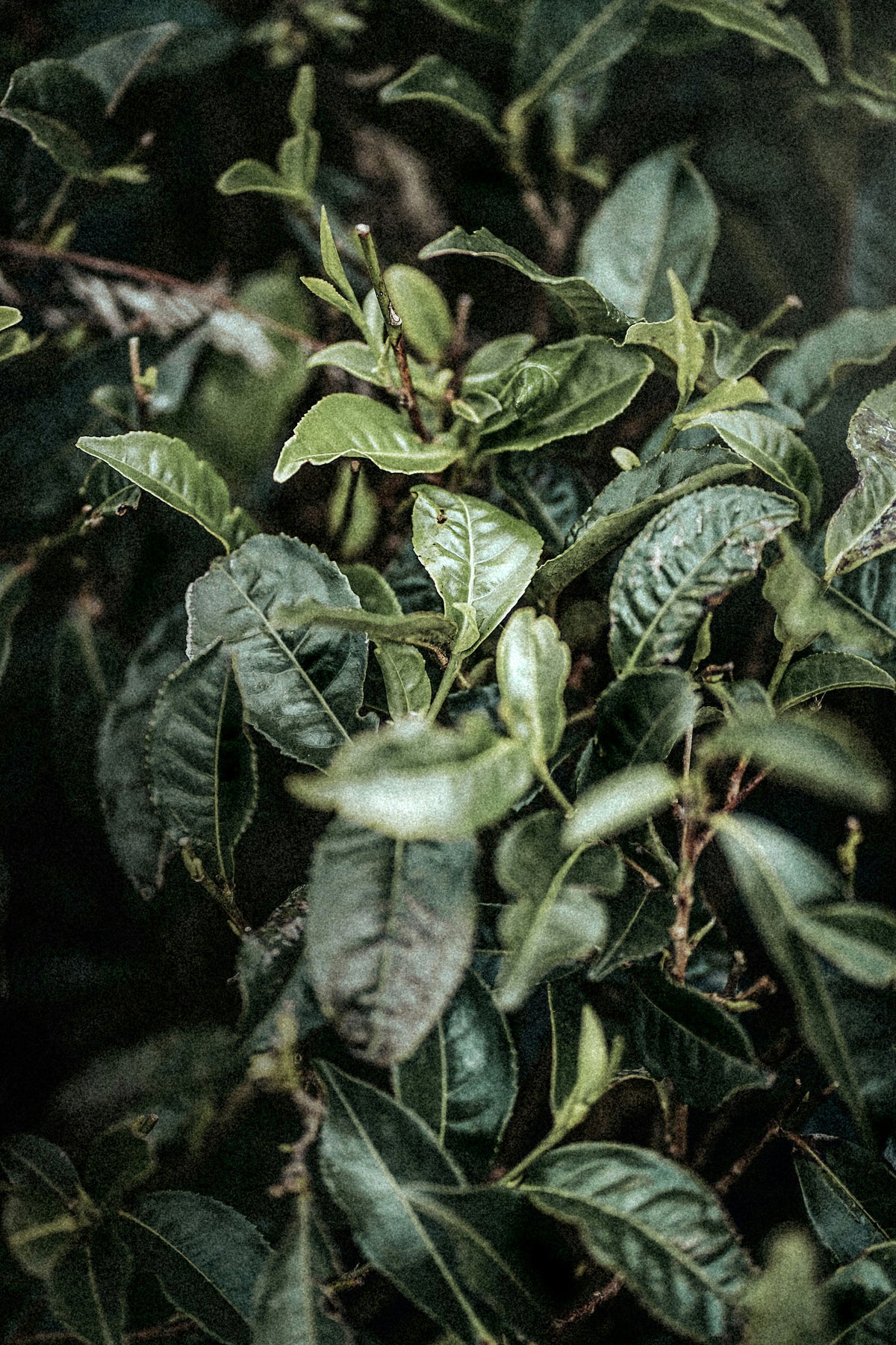L-Theanine