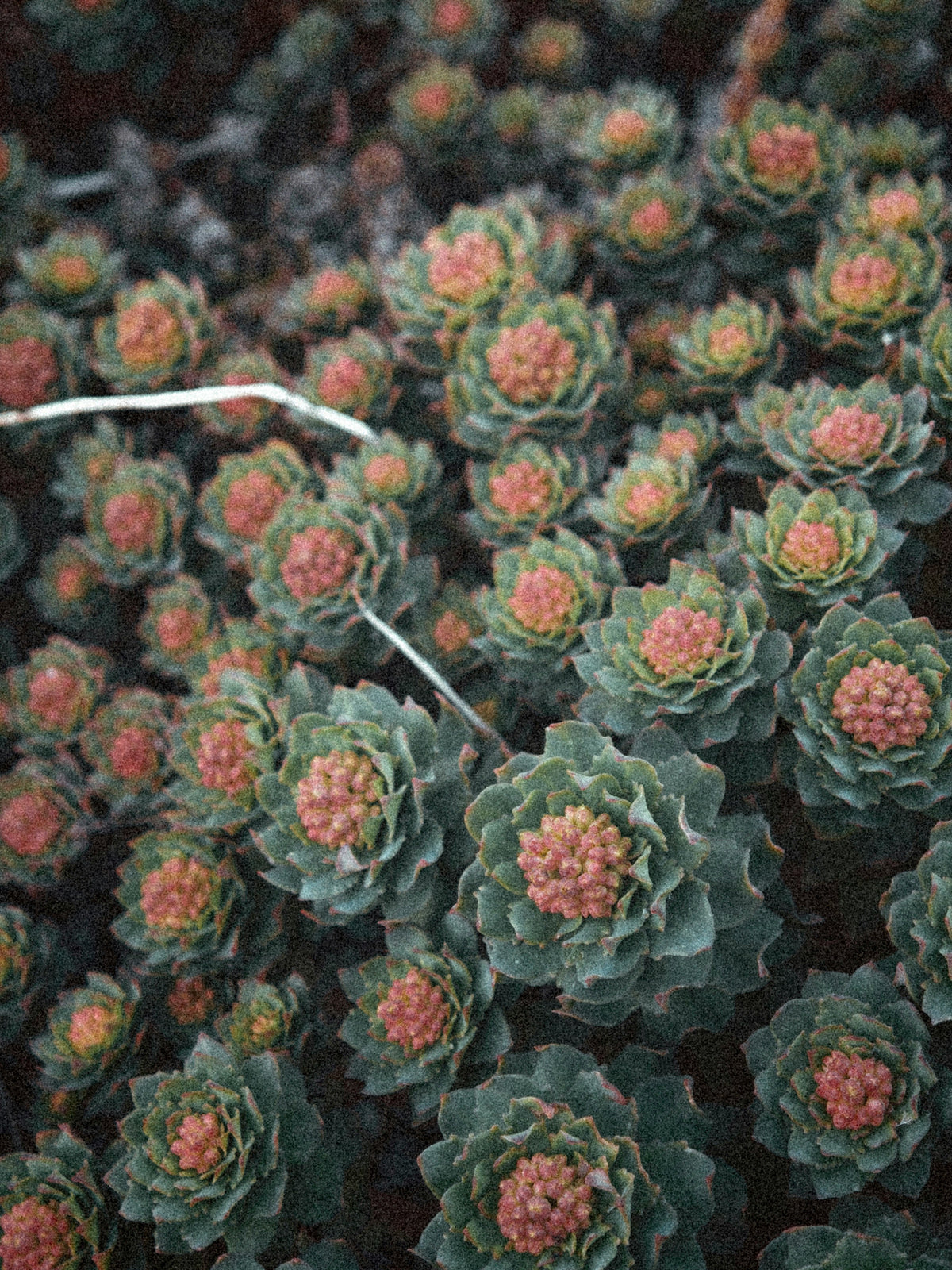 Rhodiola Rosea